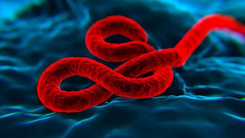 La OMS anuncia que probará la vacuna contra el ébola en las zonas afectadas este mes