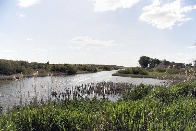 La contaminación del agua pone en riesgo la recuperación de Las Tablas de Daimiel