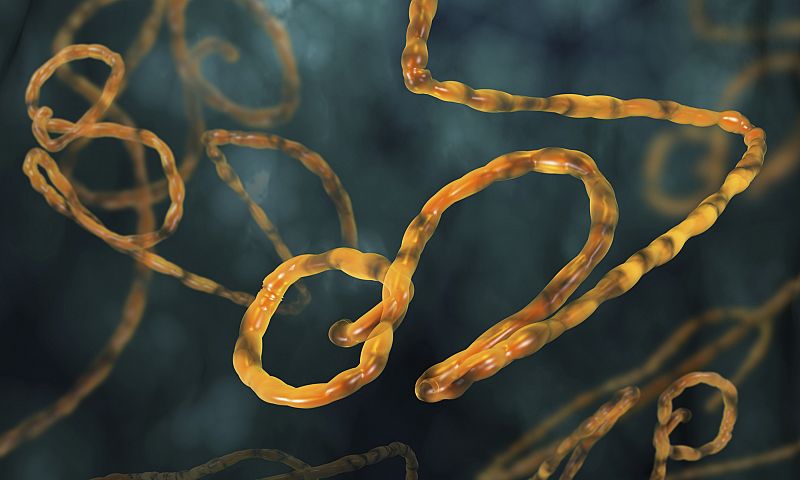 Una nueva vacuna contra el ébola empieza sus primeros ensayos en humanos