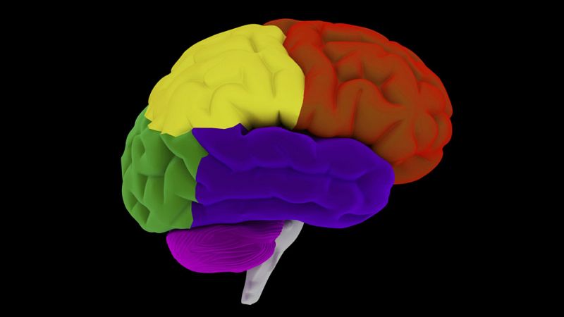 Demuestran que la estimulación cerebral consigue recuperar el aprendizaje y la memoria en ratas