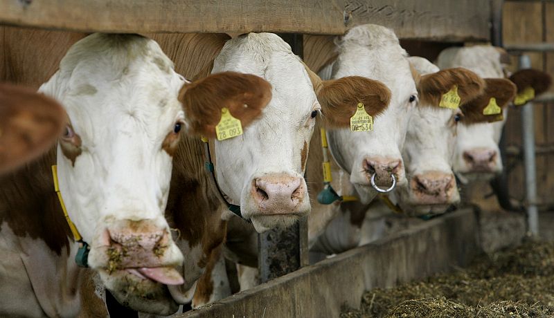 Reducir los excrementos de vaca ayudaría a cuidar el medio ambiente