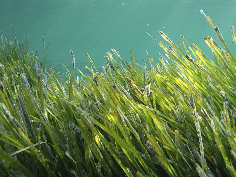 La desaparición de la posidonia reduce las zonas de captura de CO2
