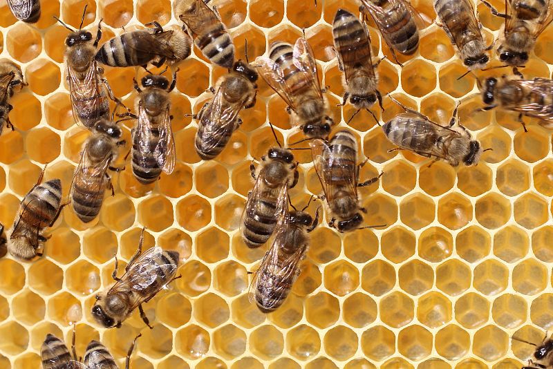 El estrés en las abejas jóvenes podría explicar el colapso de las colmenas, apunta un estudio
