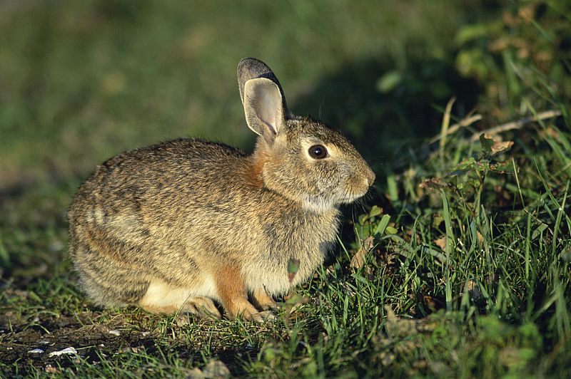 El lince continúa amenazado por una nueva variante del virus hemorrágico de los conejos