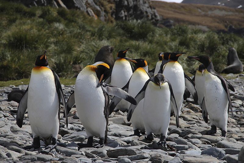 Los pingüinos han perdido los sabores amargo, dulce y cárnico por las temperaturas extremas