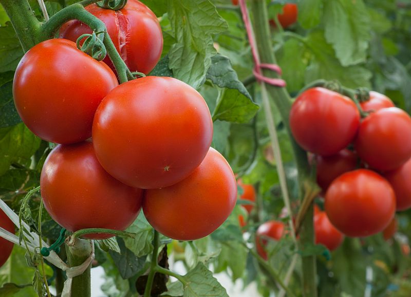 Los metales tóxicos de la tierra de cultivo no llegan a los tomates