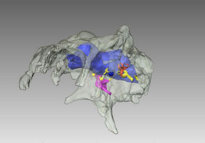 Reconstruyen en tres dimensiones el cerebro de un dinosaurio