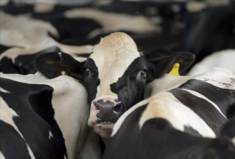 Competencia multa con 88,2 millones al cartel lácteo por pactar precios y repartirse el mercado