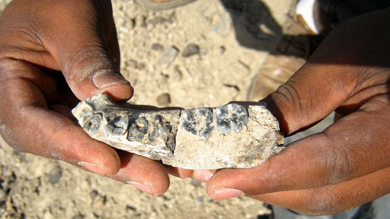 Encuentran el fósil más antiguo del género 'Homo', una mandíbula con 2,8 millones de años