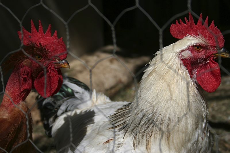 Un estudio alerta de una posible pandemia del actual brote de gripe aviar en China