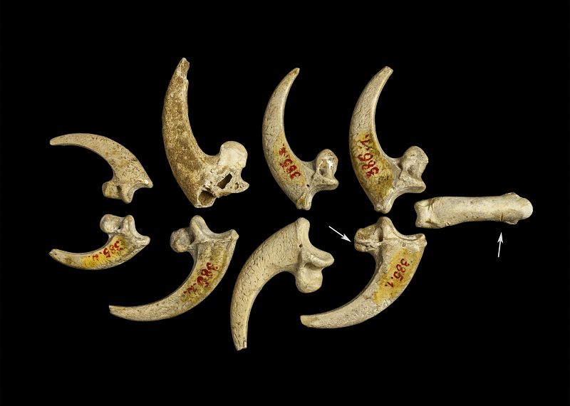 La destreza de los neandertales: fabricaban joyas con garras de águila hace 130.000 años