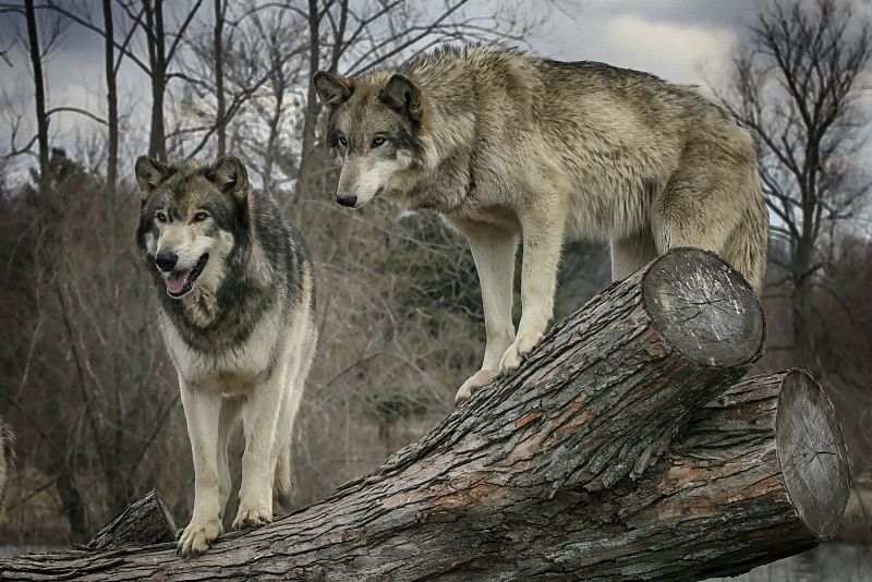 SOS por los últimos lobos de Sierra Morena