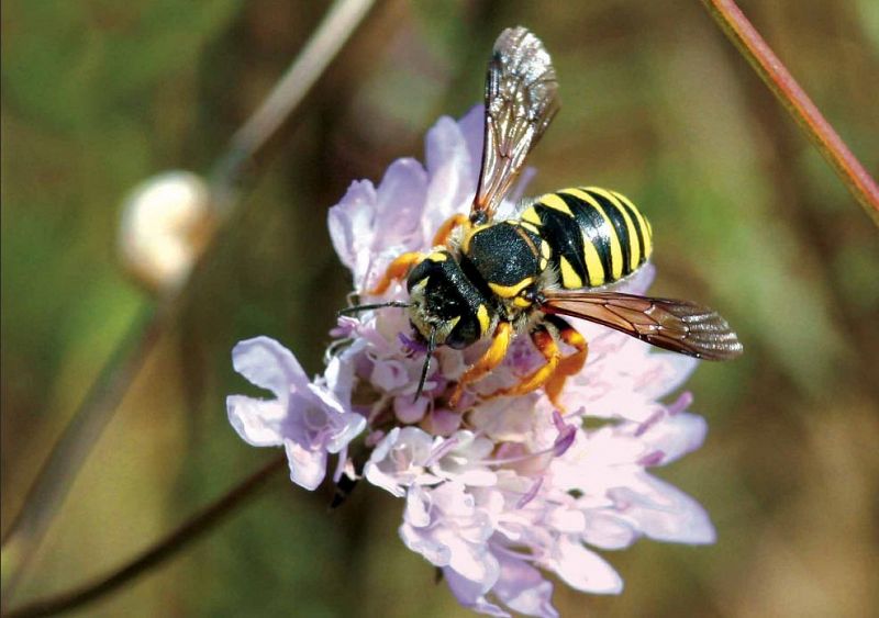 Casi una de cada diez especies de abejas salvajes podría extinguirse en Europa, según la IUCN