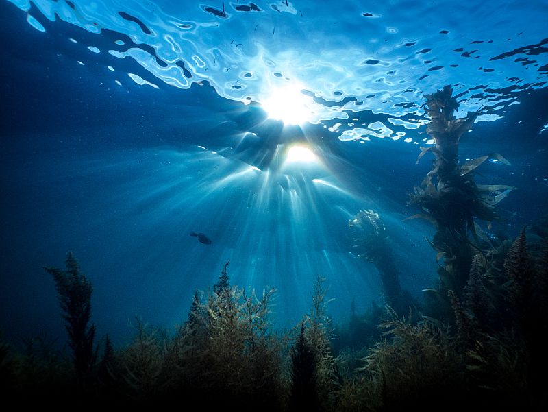 La formación de las montañas favoreció la expansión de unas algas marinas microscópicas