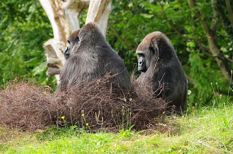 Una vacuna experimental contra el ébola inmuniza a gorilas durante más de 14 meses