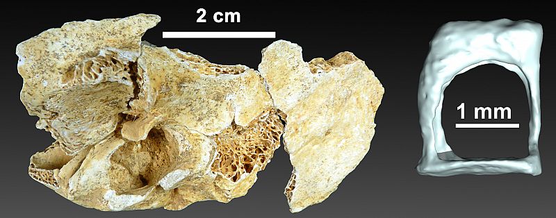 Un hueso de un niño neandertal permite demostrar las diferencias anatómicas con el homo sapiens