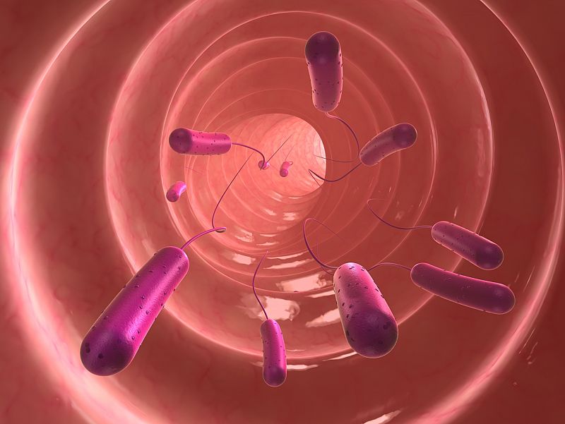 Las bacterias intestinales permiten clasificar el efecto del lupus, la diarrea y la obesidad