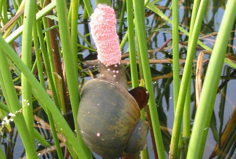 Europa no financiará un proyecto contra el caracol manzana por defectos en la propuesta