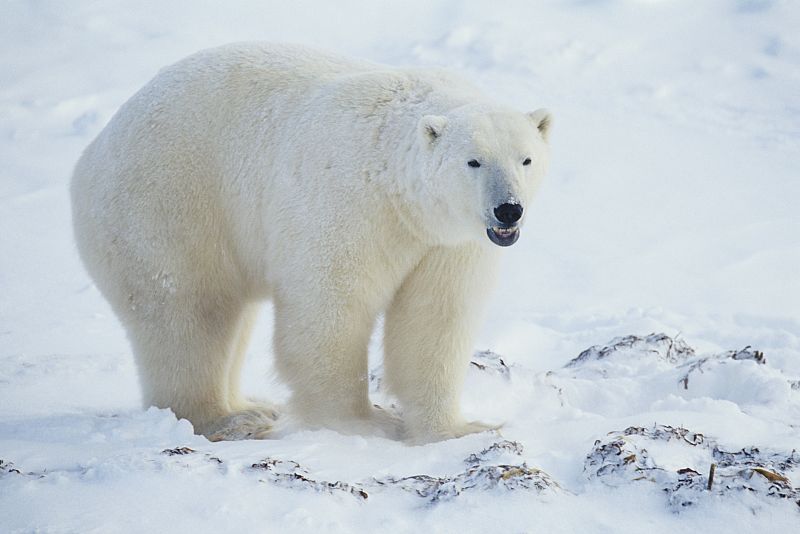 El oso polar, amenazado por el cambio climático y los contaminantes
