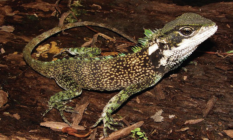 Descubren tres nuevas especies de lagarto de bosque en Perú y Ecuador