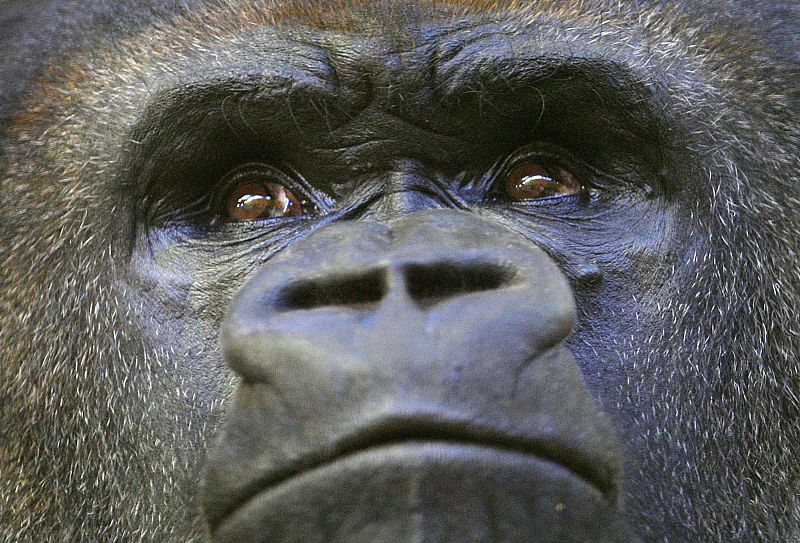 La secuenciación del genoma de los gorilas de montaña revela que la endogamia les hace fuertes