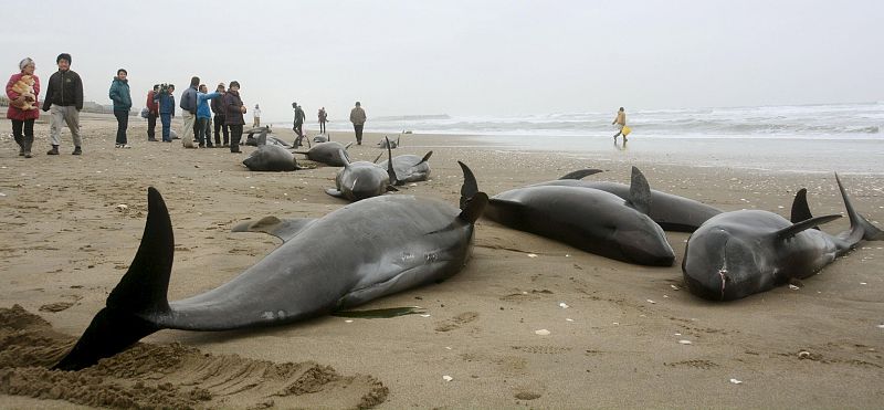 Unos 150 delfines quedan varados en una playa de Japón