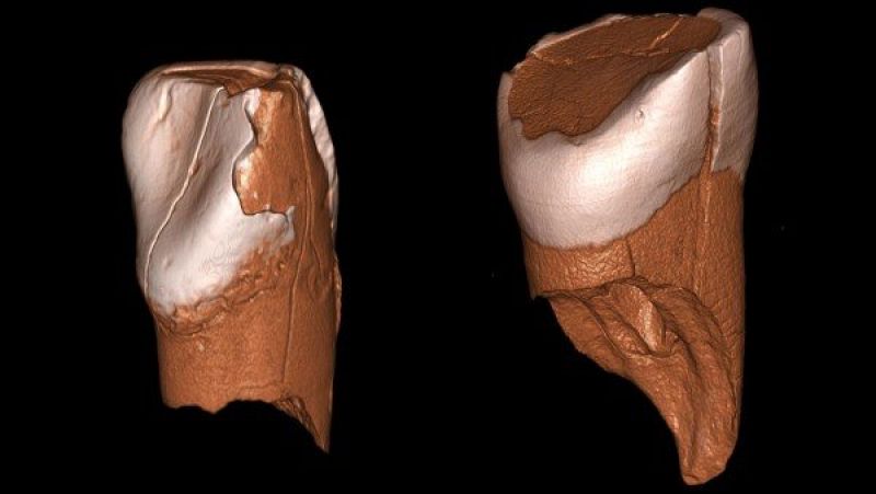 Dientes de hace 40.000 años sugieren la llegada de humanos modernos a Europa