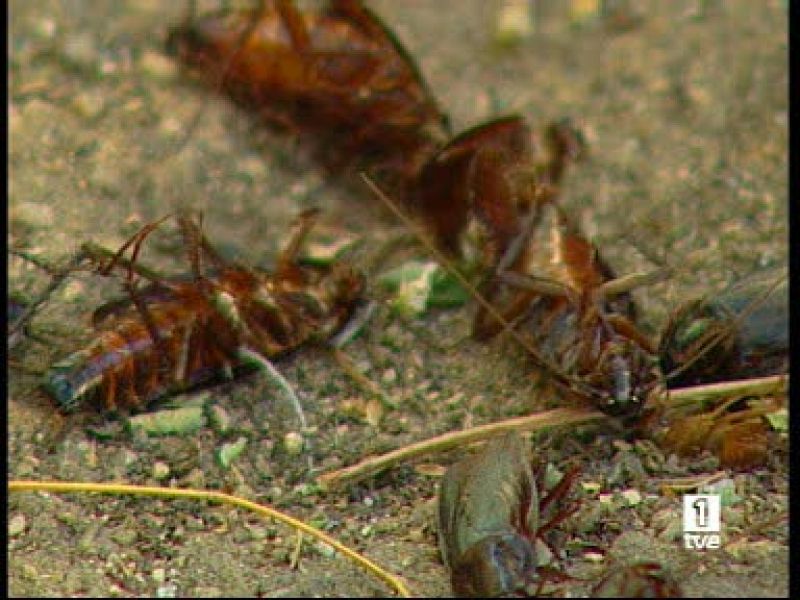 Caza de cucarachas en Madrid para protestar por una plaga