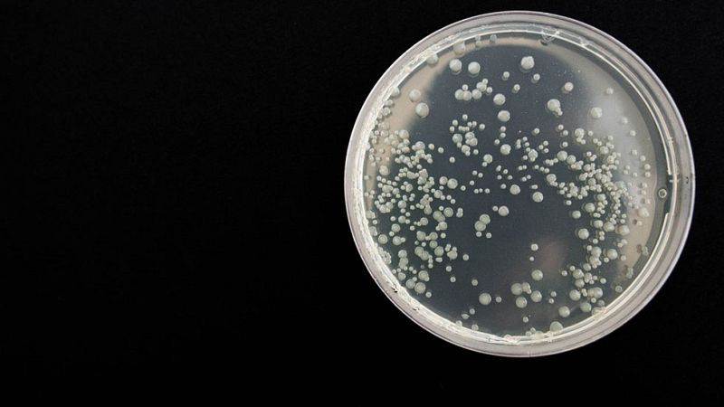 Científicos encuentran un tipo de célula madre que abre una nueva vía para generar órganos