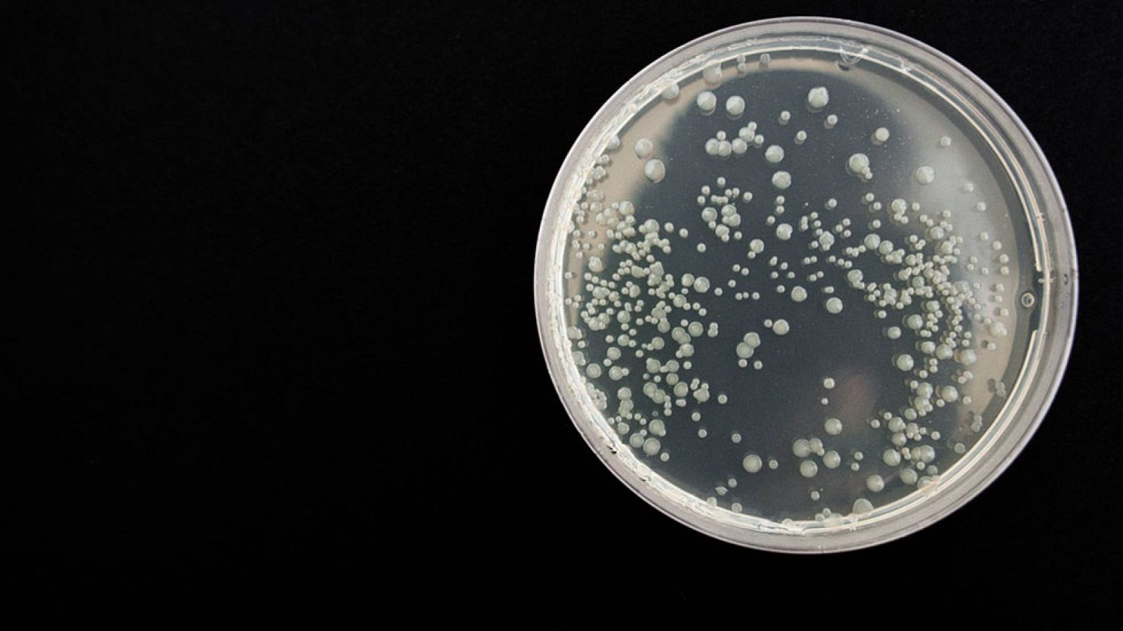 Científicos españoles descubren un nuevo tipo de células madre que permiten crear tejidos y órganos humanos en el interior de animales