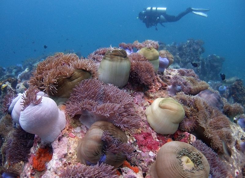 Una cuarta parte de las especies de corales está en peligro de extinción