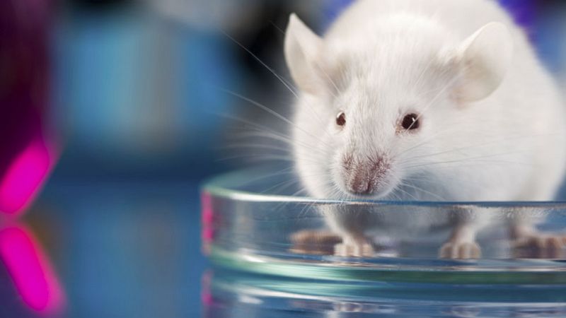 Científicos del CNIO logran que las células del cáncer dejen de ser 'inmortales' en ratones