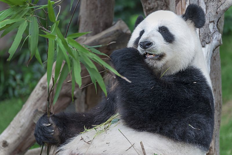 Al oso panda el cuerpo no le pide bambú