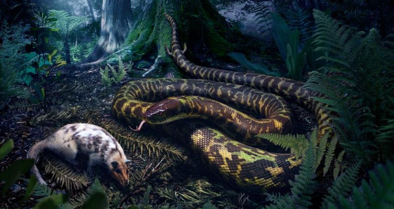 Las serpientes primitivas tenían pies con dedos pequeños, según un estudio