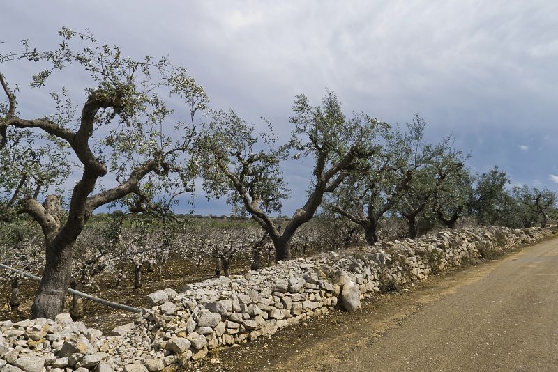 La Eurocámara pide ayudas para los agricultores afectados por la bacteria que daña a los olivos