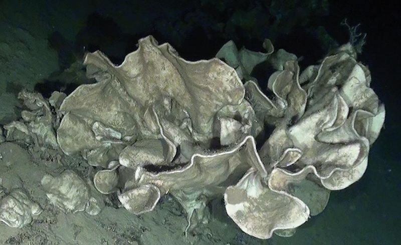 Hallan en el Mediterráneo un arrecife de esponjas que se creían extintas hace millones de años