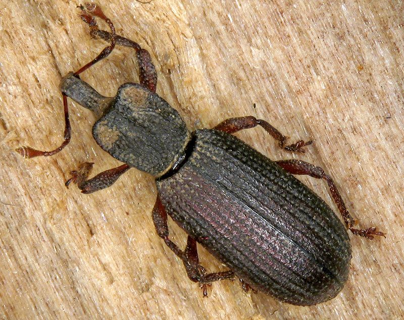 Hallan un nuevo escarabajo en el subsuelo de Gran Canaria