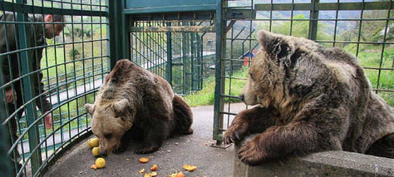 Paca y Tola serán separadas del oso Furaco