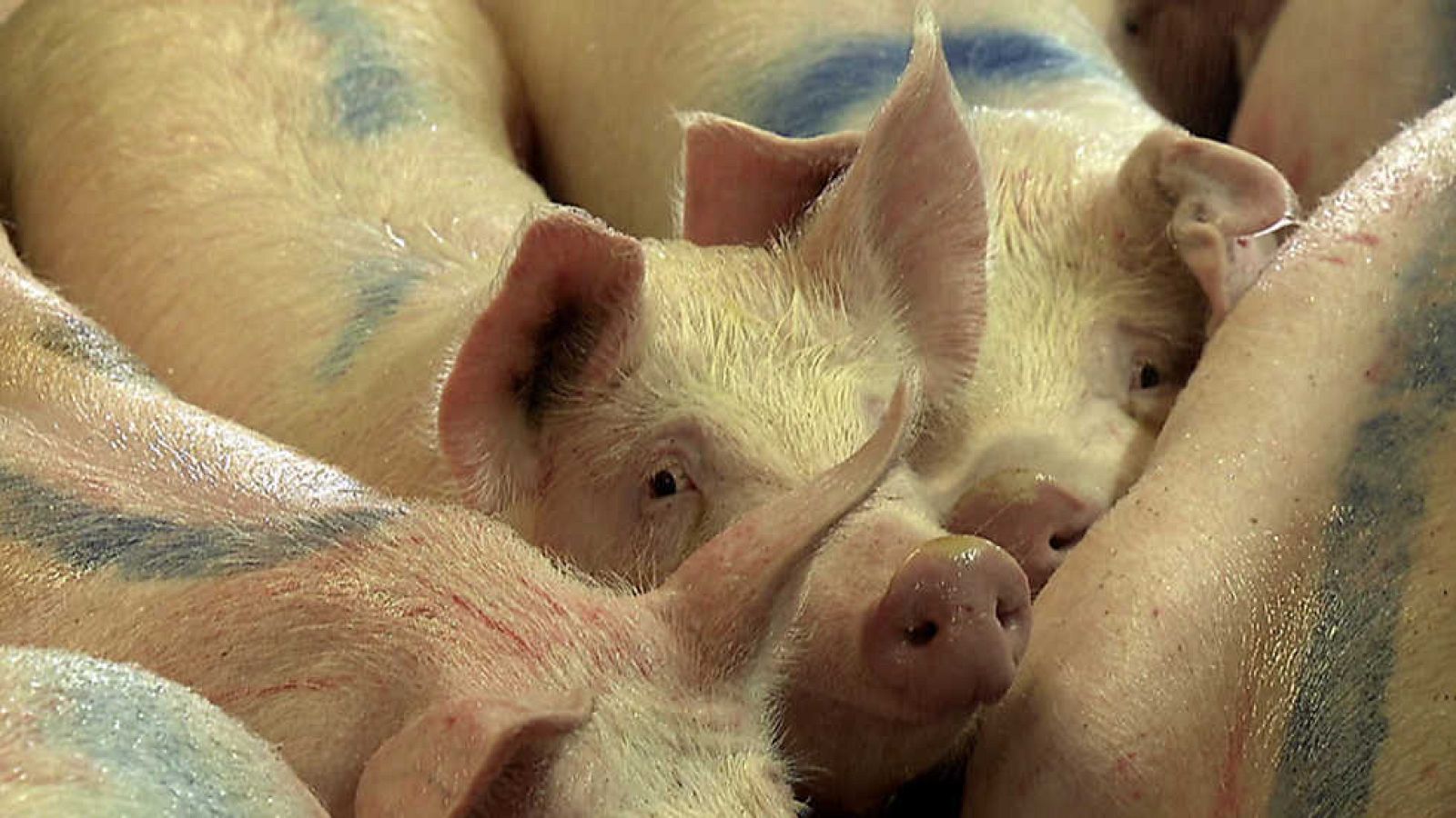 El escarabajo verde - Empapados en purín - ver ahora