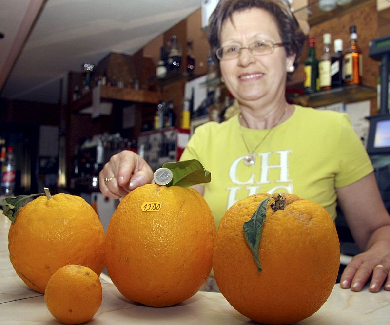Naranjas de más de un kilo en Salamanca