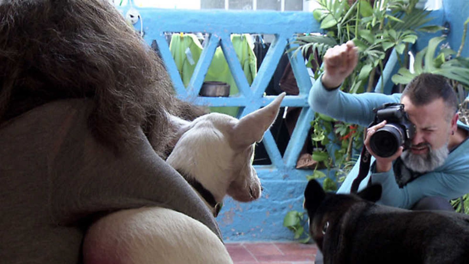 El escarabajo verde - Mi amigo fiel - ver ahora