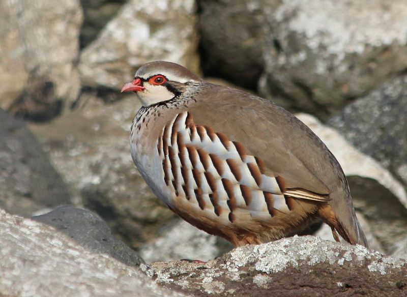 La ingesta de plomo afecta al sistema inmune de las aves silvestres, según el CSIC