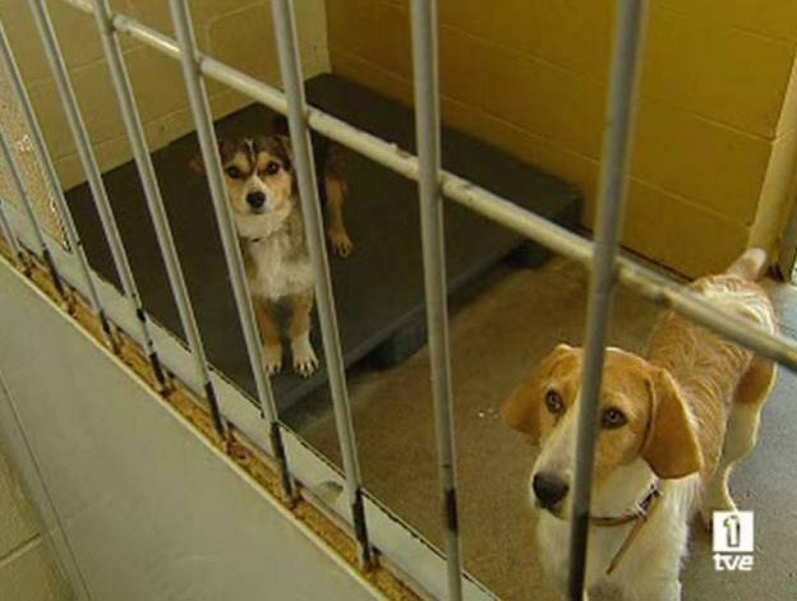 Perros y gatos | Ver