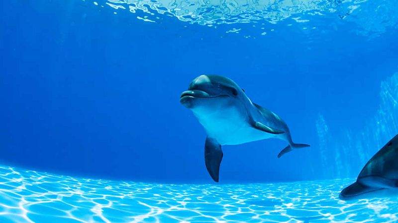 Delfines en tierra (1 parte)