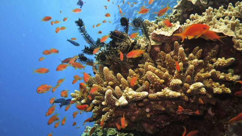 Algunos corales se adaptan al cambio climático con genes resistentes al calor