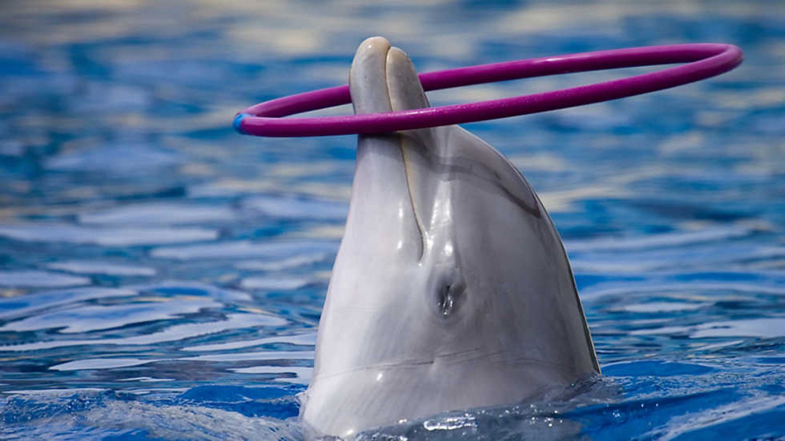 El escarabajo verde - Delfines en tierra (2) - ver ahora