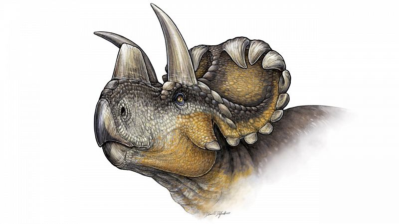 Un nuevo dinosaurio revela la evolución de los cuernos en la familia de los "Triceratops"