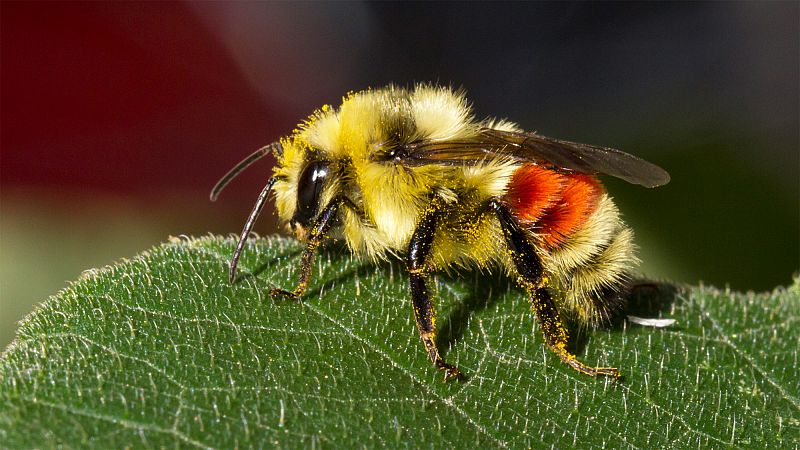 Los abejorros desaparecen poco a poco al no adaptarse al cambio climático