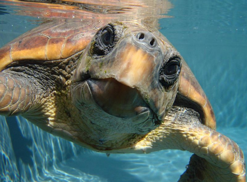 Las tortugas bobas del Mediterráneo, más contaminadas que las del Atlántico