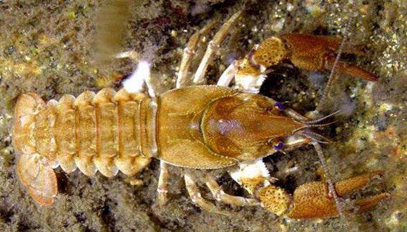 Un estudio revela que los cangrejos de río considerados autóctonos se introdujeron desde Italia